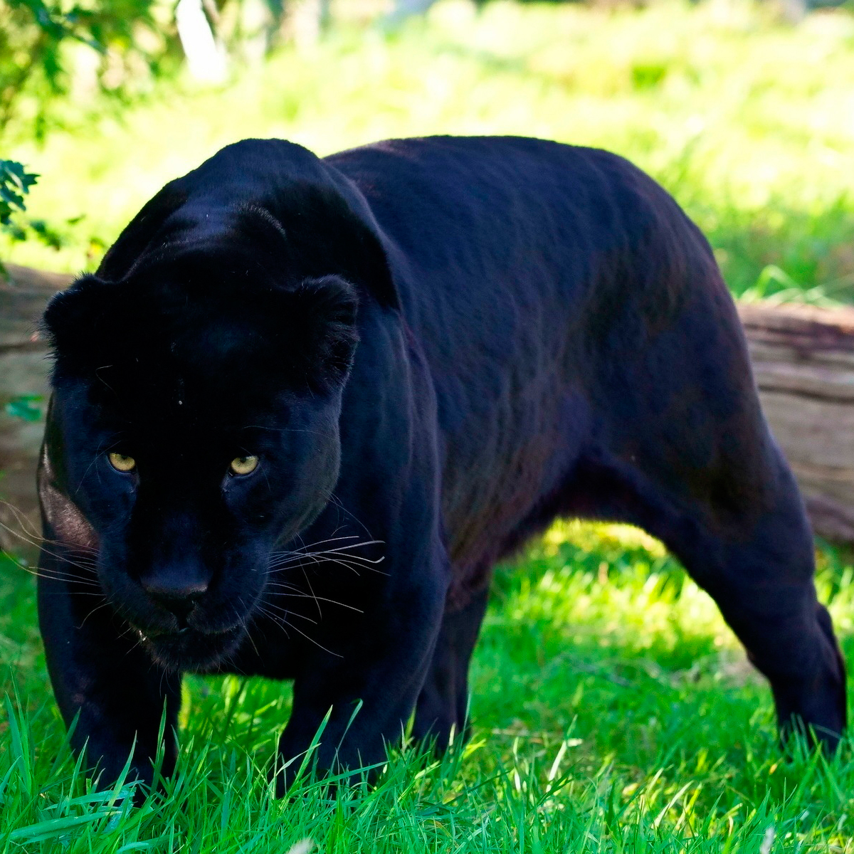 Saiba Tudo Sobre A Pantera Negra Que Na Verdade E Um Leopardo Ou Uma Onca Melanica Itajai Online