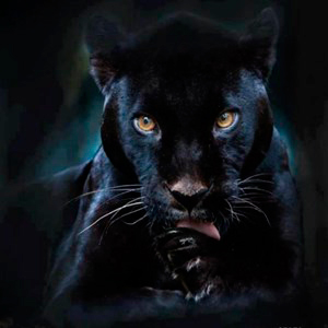 Saiba Tudo Sobre A Pantera Negra Que Na Verdade E Um Leopardo Ou Uma Onca Melanica Itajai Online